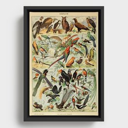 Adolphe Millot Oiseaux Framed Canvas