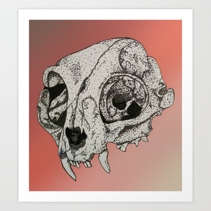 Cat store skull drawing