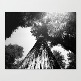 REDWOOD - Fuji Acros 100 - 4x5" film Canvas Print