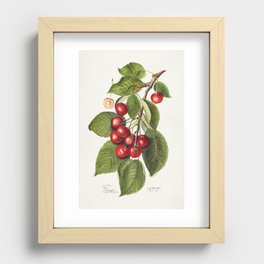 Cherries (Prunus Avium) (1911) by Ellen Isham Schutt. 3 Recessed Framed Print