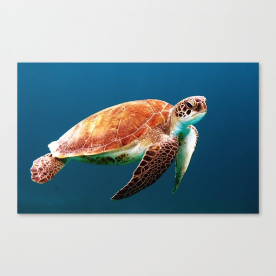 Turtley Canvas Print