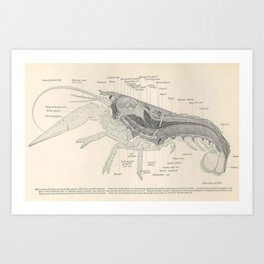 Vintage Lobster Anatomy Diagram (1911) Art Print