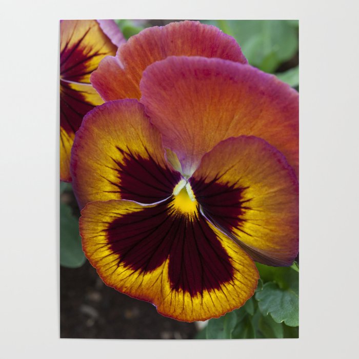 Pansy Painted Poster