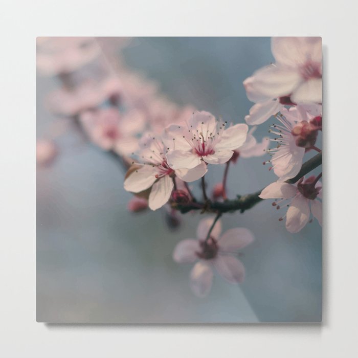 Cherry Blossom Metal Print