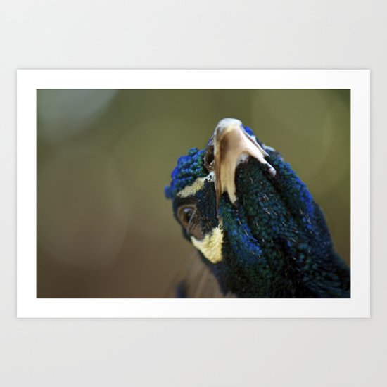 Peacock Art Print