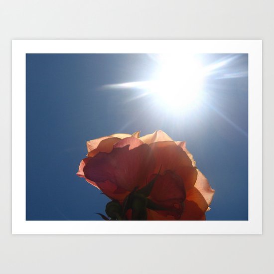 Translucent Rose II Art Print