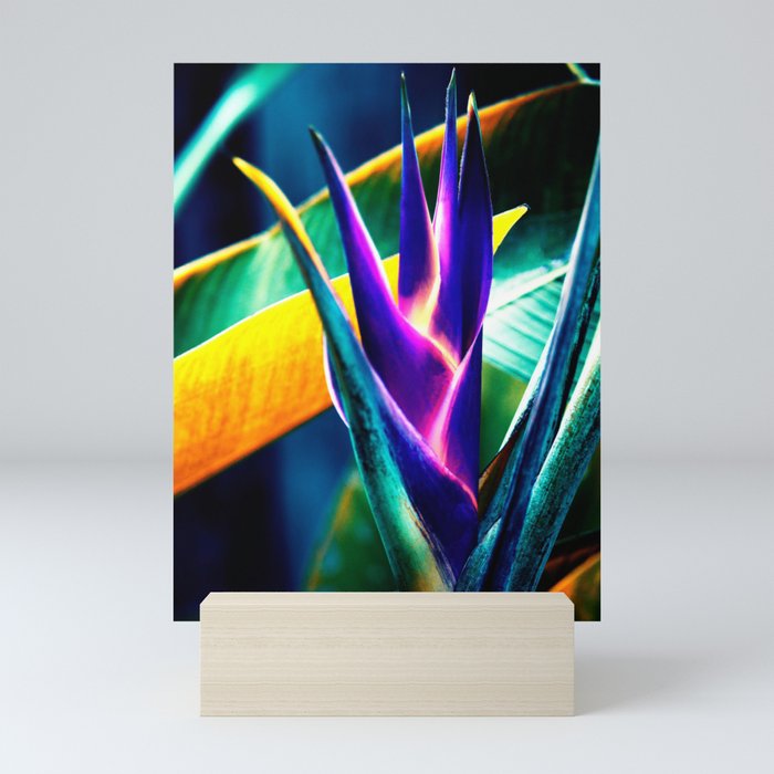 Colorful Helicon Flower Infrared Violet Photography Mini Art Print
