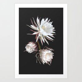 Queen of the Night Art Print