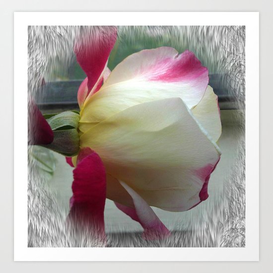 White Rose Art Print