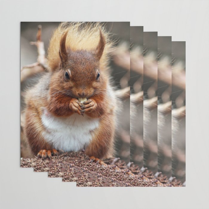 squirrel wrapping paper