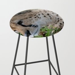 cheetah looking around Bar Stool