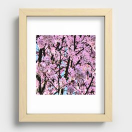 Spring Pink Cherry Blossom in the Scottish Highlands in I Art Recessed Framed Print