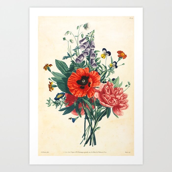 Botanical Print Poppy Peony Foxglove Clemantis Art Print
