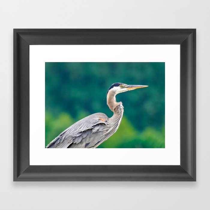 Great Blue Heron against Green Framed Art Print
