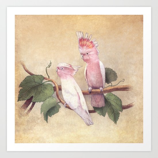 Pink Cockatoos Art Print