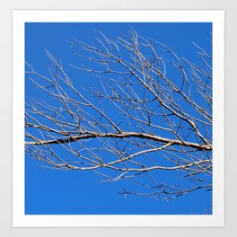 Tree branch, blue sky Art Print