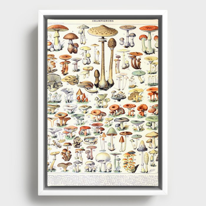 Adolphe Millot - Champignons B - French vintage poster Framed Canvas