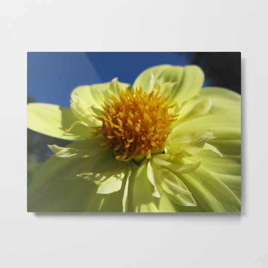 Dahlia 14 Metal Print