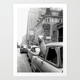 Llama Riding in Taxi, Black and White Vintage Print Art Print