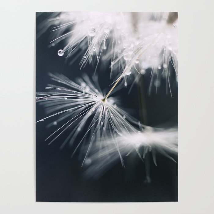 flower photography - dandelion - delicate floral on dark blue Poster