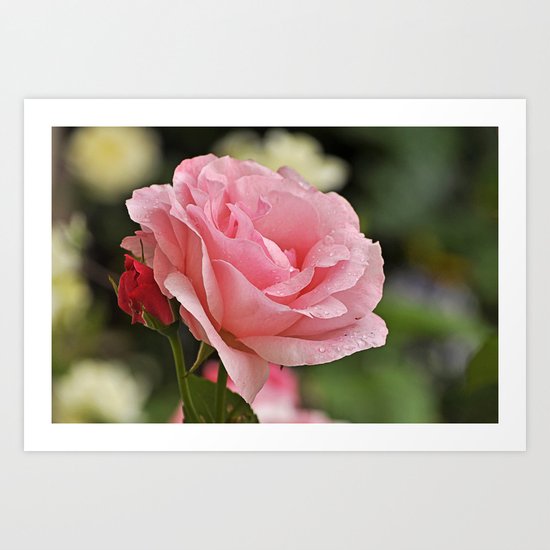 Pink wet rose Art Print