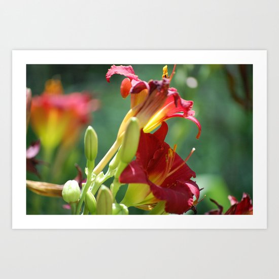 Red Flowers Art Print