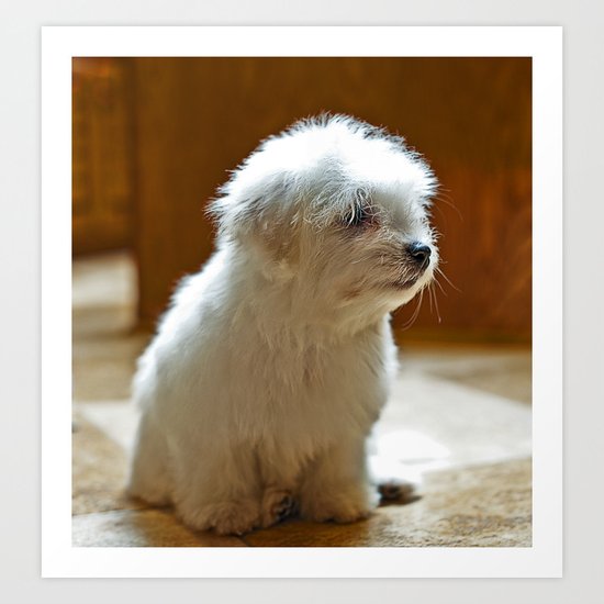 Coton de Tulear Puppy Art Print