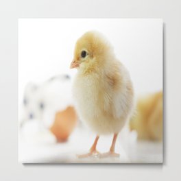 #Baby #beauty of the #Family #Cute #Chicken #Chick Metal Print | New, Color, Bird, Egg, Warm, Love, Homedecors, Nature, Shell, Baby 