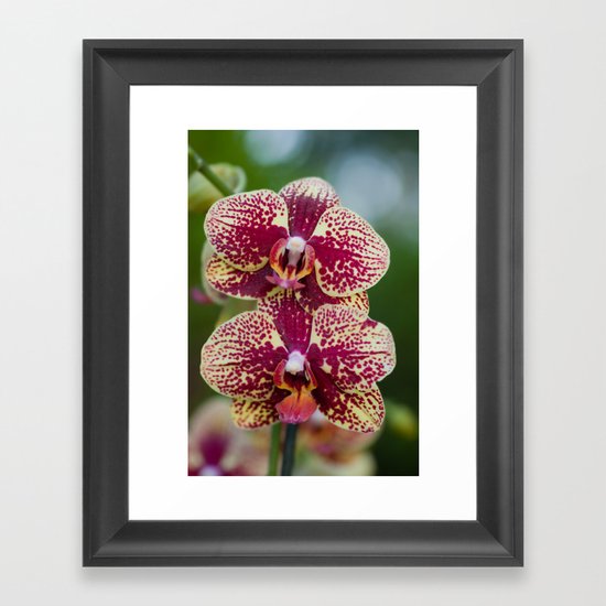 Orchid Phalaenopsis 7989 Framed Art Print