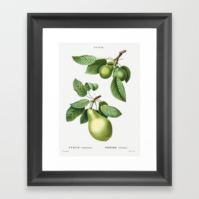 Vintage Pear Poster Framed Art Print