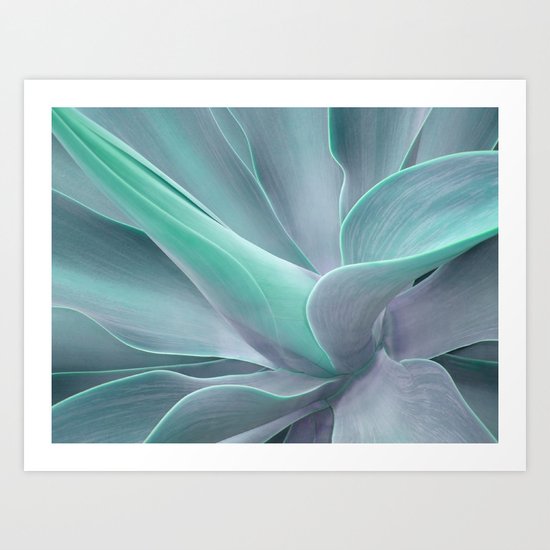 Blue Green Agave Attenuata Art Print