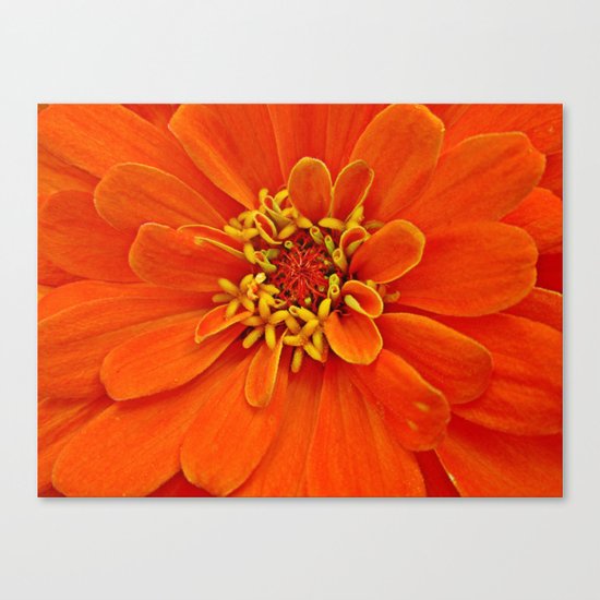 Orange Petals Canvas Print
