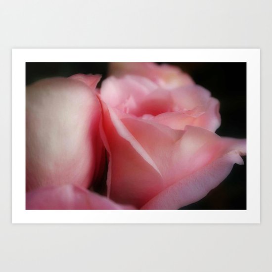 Soft Roses Art Print