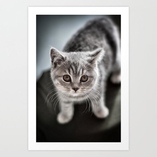 Wimpole the British Shorthair cat Art Print