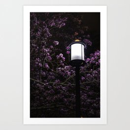 Illuminated Cherry Blossoms Art Print