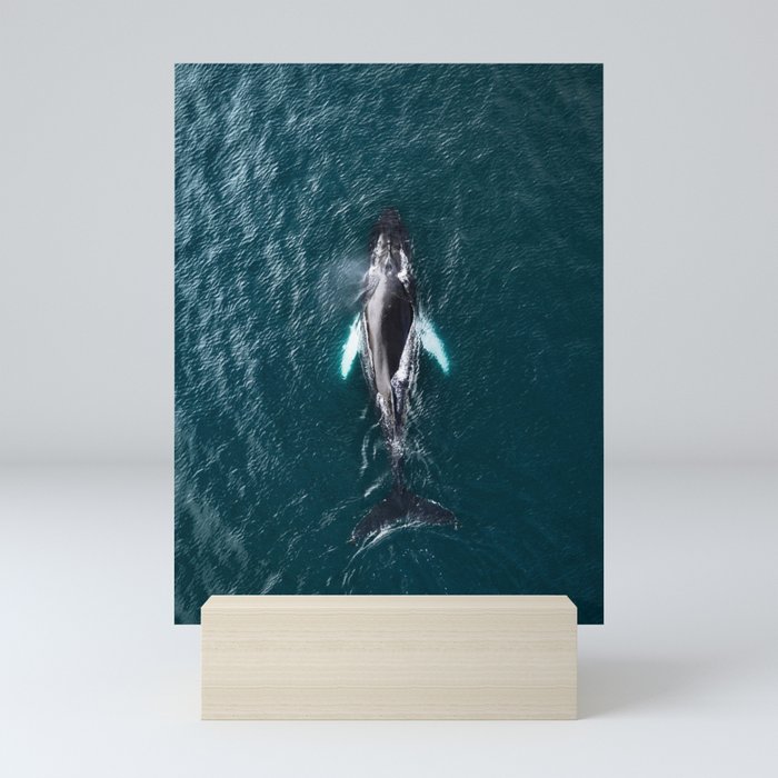 Humpback Whale in Iceland - Wildlife Photography Mini Art Print