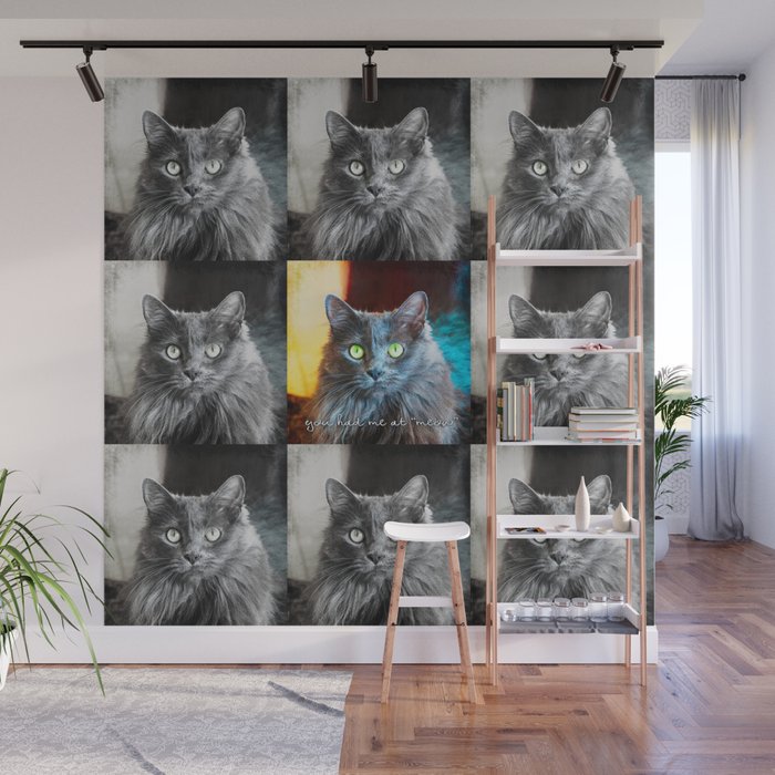 Fluffy grey cat close-up | You had me at meow Wall Mural
