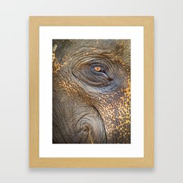 Close-up Elephant eye Framed Art Print