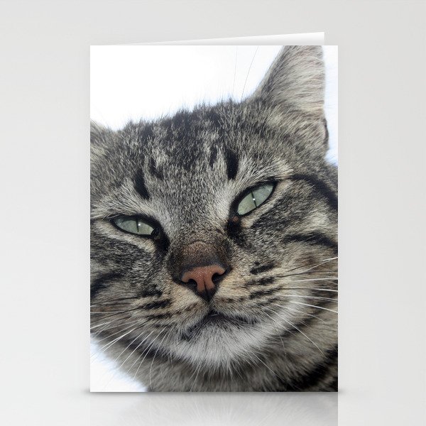 Charming Brown Tabby Cat Photo Portrait Stationery Cards
