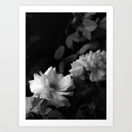 Black and White Flowers, Up Close Art Print