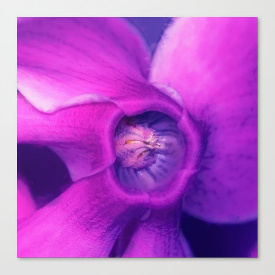 Blue, purple, pink cyclamen Canvas Print
