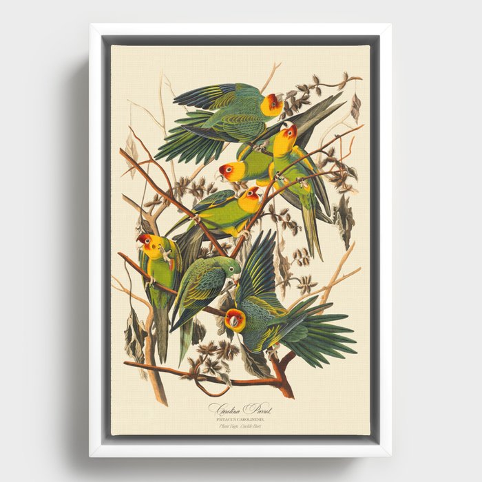 Vinatge Birds Carolina Parrot Framed Canvas