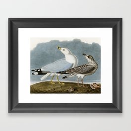 Vintage Seagull Illustration - Audubon Framed Art Print