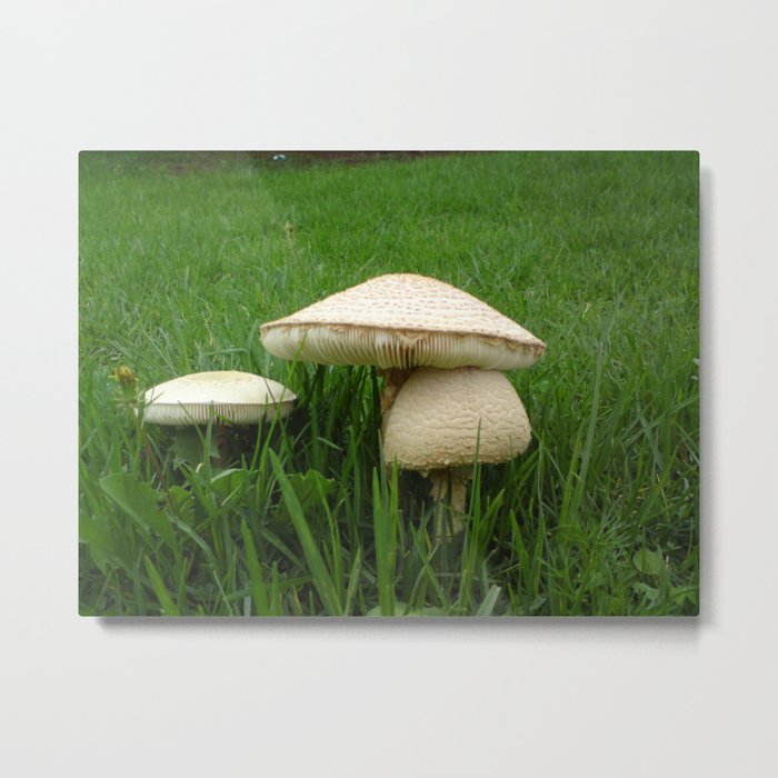 Mushrooms towers Metal Print