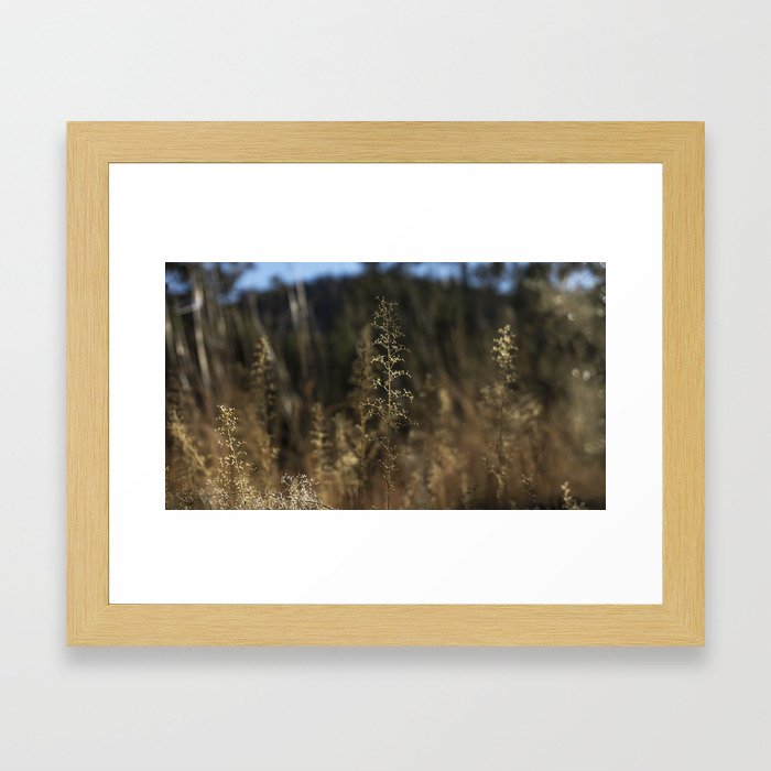 Delicate Grass Framed Art Print