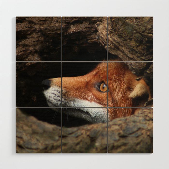 Portrait of Adult Red Fox Face In Den Animal / Wildlife / Nature Photograph Wood Wall Art and more