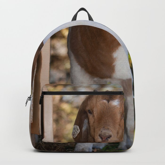 Two Young Brown White Goats Look  Backpack