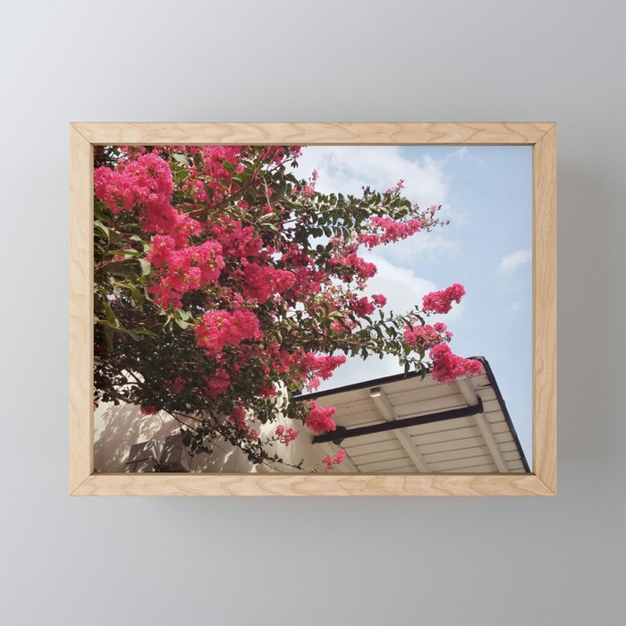 Pink Crepe Myrtle Tree | Pink Flowers In Full Bloom Next To A Shotgun House In New Orleans Framed Mini Art Print