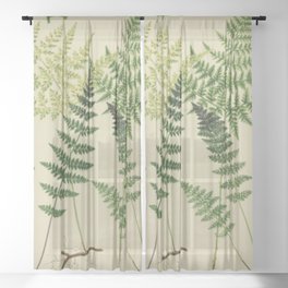 Botanical Ferns Sheer Curtain