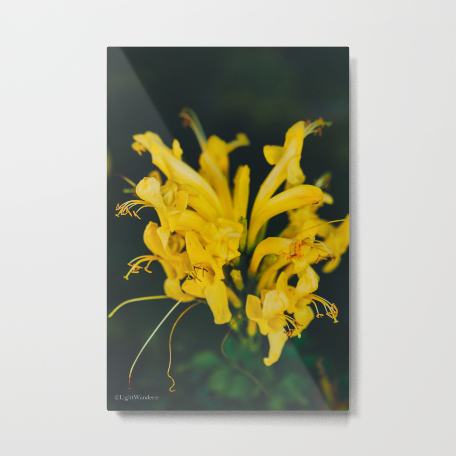 Beautiful Yellow Flower On Black Background Botanical Photography Society6 Metal Print By Lightwanderer Society6